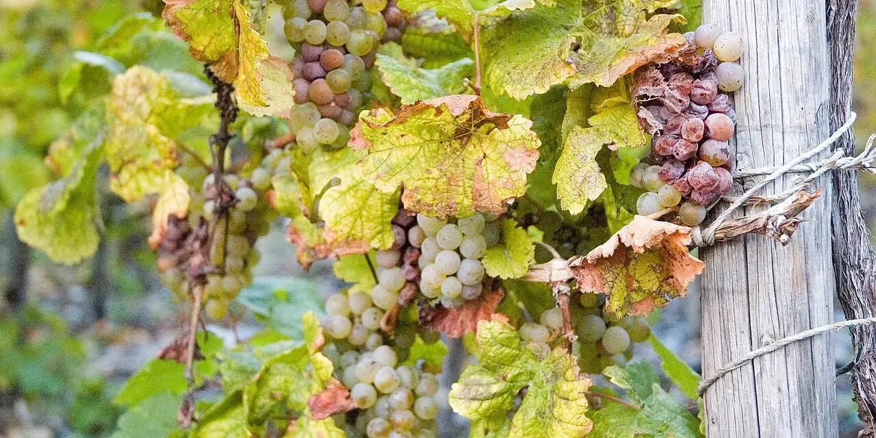 Grappes de raisins blancs et rosés, certains légèrement flétris, sur une vigne. Ces raisins sont prêts à devenir un vin grain noble.