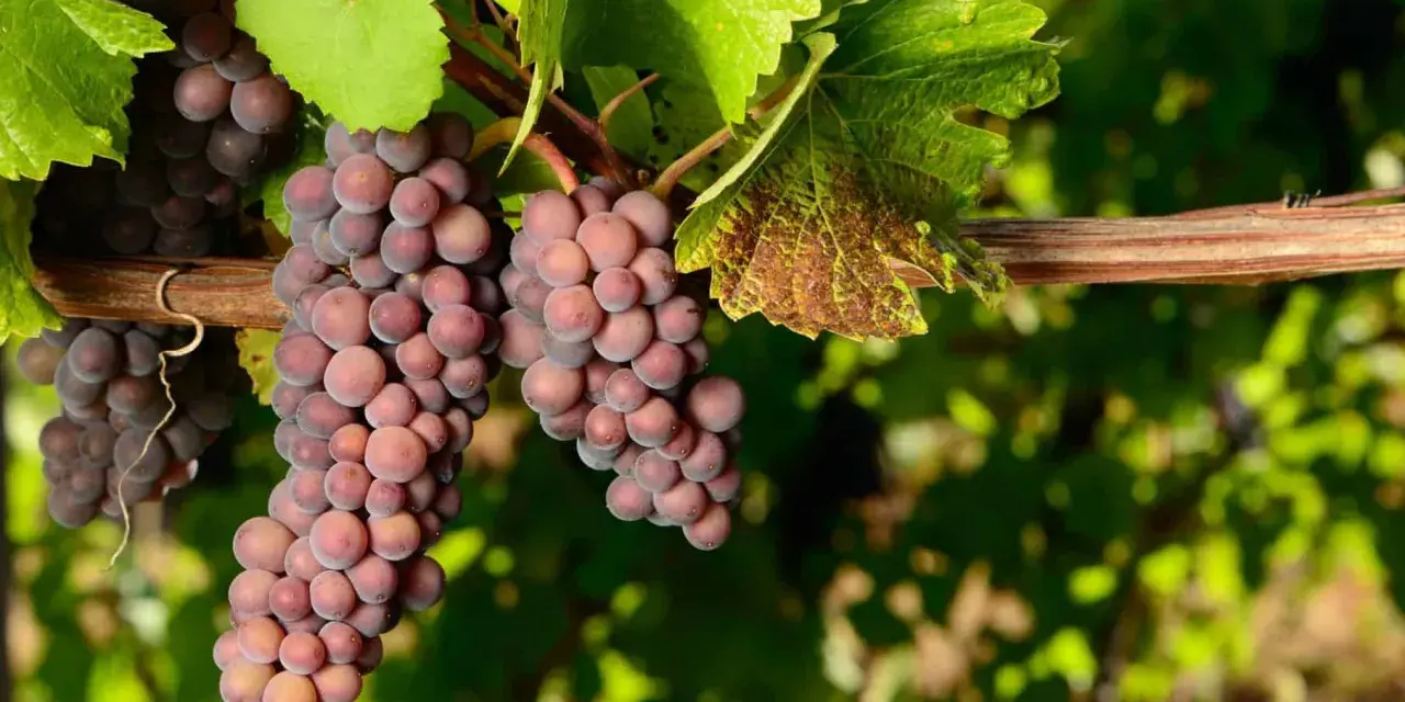 Grappes de pinot gris rosées mûrissant sur la vigne, sous des feuilles vertes.
