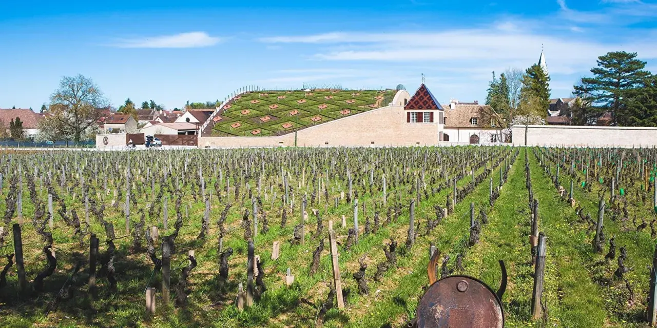 Vignes de Nuits-Saint-Georges sous un ciel bleu. Au fond, un bâtiment moderne avec un toit végétalisé, possiblement le meilleur domaine nuit saint-georges.
