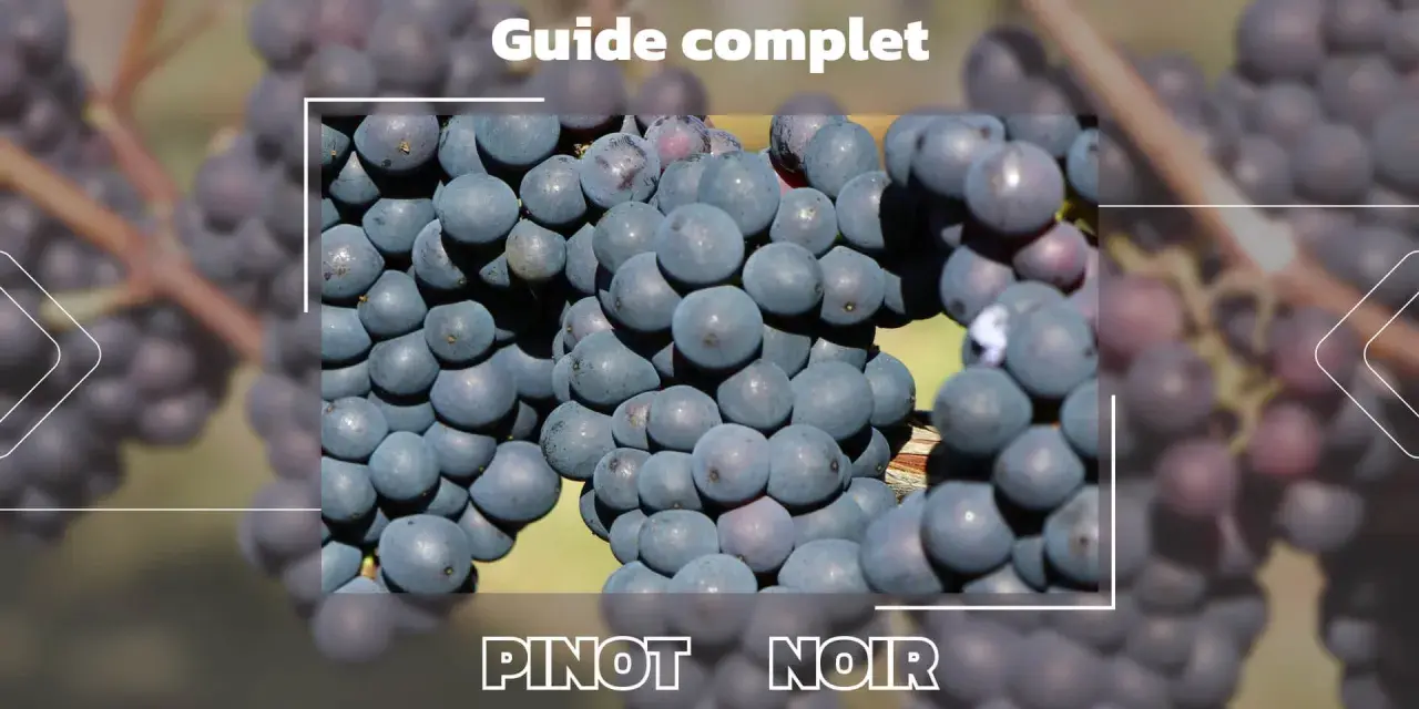 Gros plan sur des grappes de raisin d'un beau pinot noir couleur, évoquant un guide complet sur ce cépage.