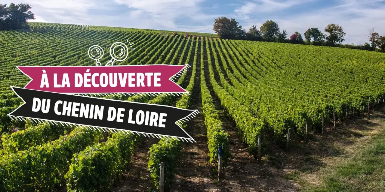 Vignoble verdoyant sous un ciel bleu, invitant à la découverte du chenin de Loire.