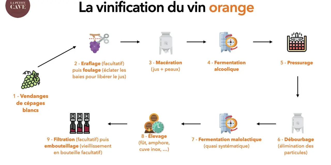 Schéma expliquant la vinification du vin orange : vendanges, macération des jus et peaux, fermentation, élevage, etc. C'est quoi le vin orange ?