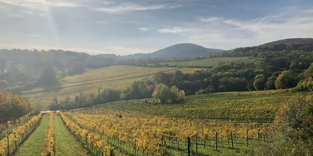 Paysage vallonné de vignobles en automne, avec des rangées de vignes aux feuilles dorées. Le soleil brille à travers les nuages, illuminant le domaine de Bonneau du Martray.