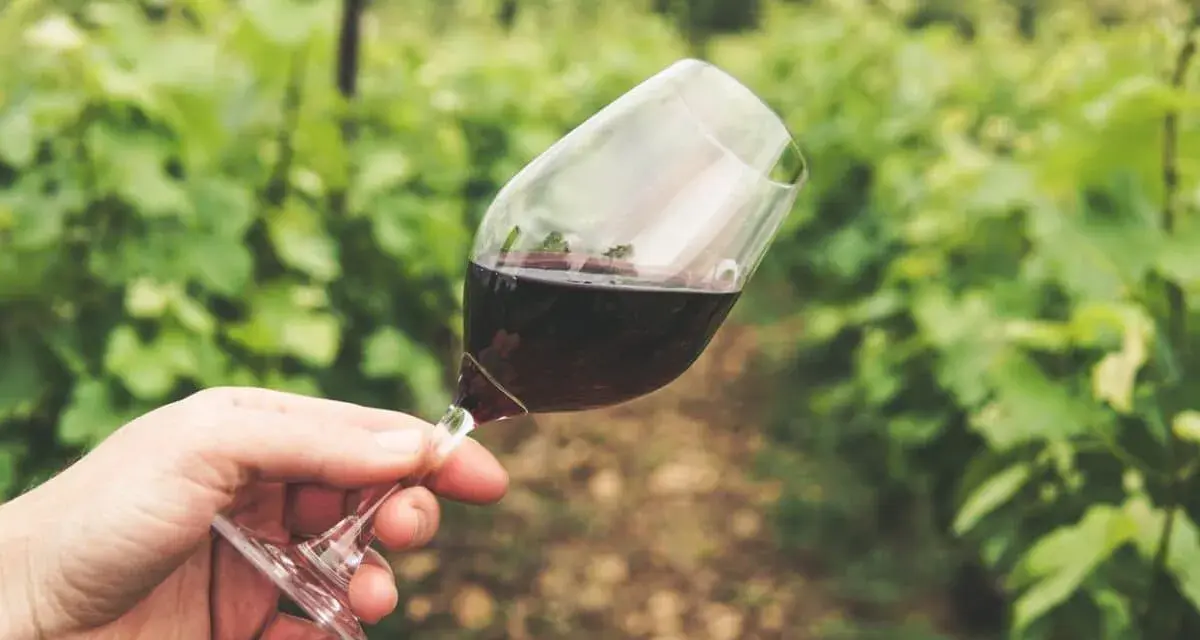 Main tenue un verre de vin rouge, peut-être un célèbre nom de vin rouge, dans un vignoble verdoyant.