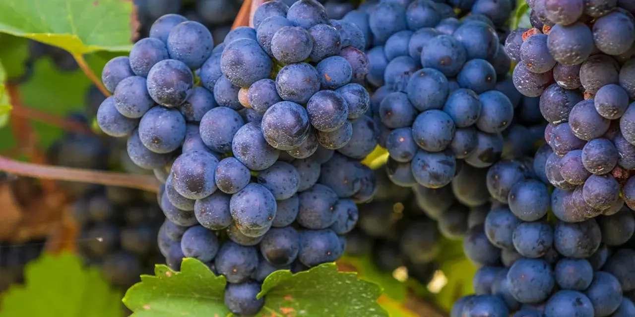 Grappes de raisins noirs mûrs, prêtes à être transformées en un délicieux pineau d'Aunis.