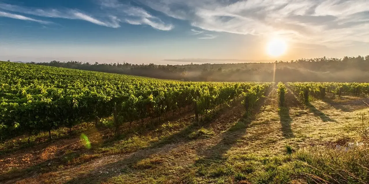 Vignes baignées par le soleil levant, un paysage bucolique où pousse un cépage interdit en France, créant une atmosphère de mystère.