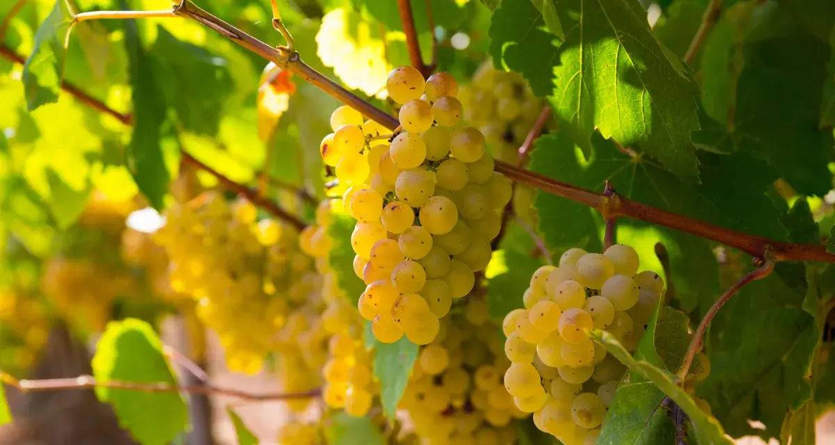 Grappes de gros manseng dorées, mûres et juteuses, baignées de soleil sur la vigne.