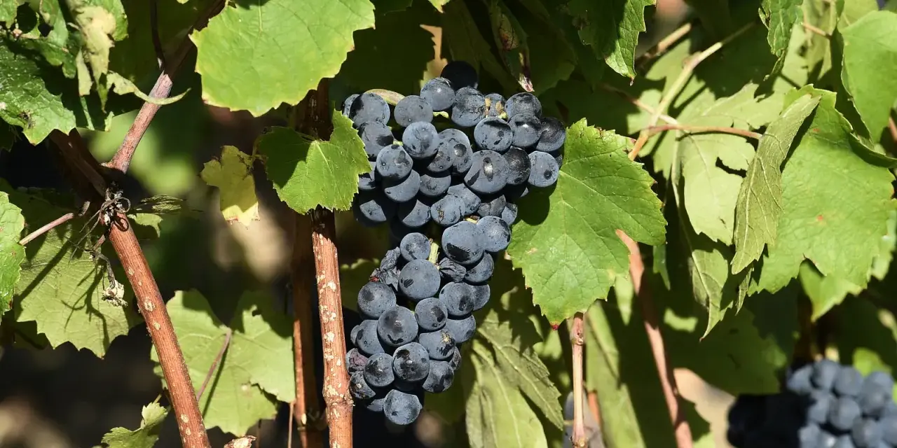 Grappes de gamay saint romain mûrissant sous le soleil, prêtes à être récoltées pour un vin de qualité.