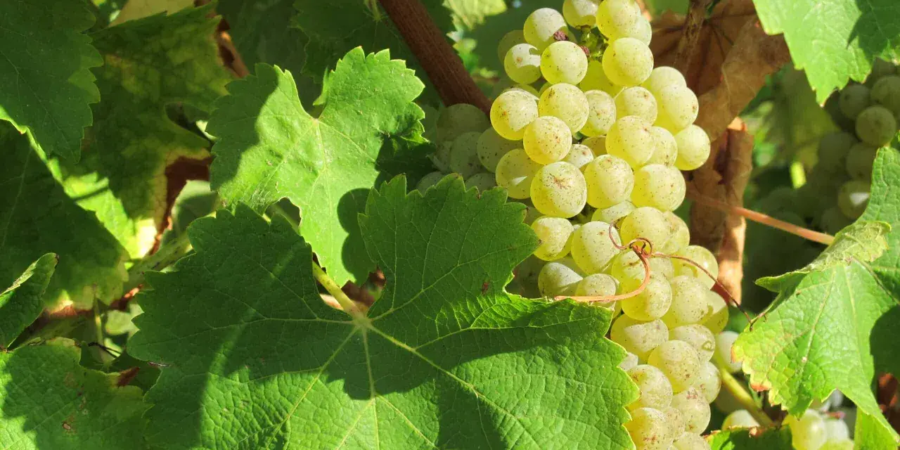 Grappe de raisins blancs mûrs, cachée par de larges feuilles vertes. Un cépage loin de l'œil, promettant une récolte savoureuse.
