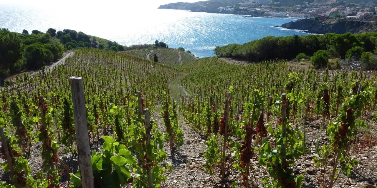 Vignes en terrasse sur le domaine de la rectorie, avec la mer bleue scintillante et un village côtier en arrière-plan.