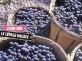 Des paniers remplis de raisins Malbec, prêts à devenir un vin rouge savoureux.