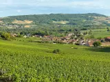 Paysage de vignoble verdoyant menant à un village pittoresque, évoquant la quiétude d'une journée chez Jean-Marc Vincent.