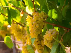 Grappes de grenache blanc mûres et dorées, baignées de soleil, prêtes à être récoltées pour un vin blanc fruité.