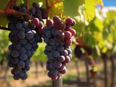 Grappes de Muscat d'Alexandrie mûres, prêtes à être récoltées. Un avis sur leur qualité ? Elles semblent parfaites !