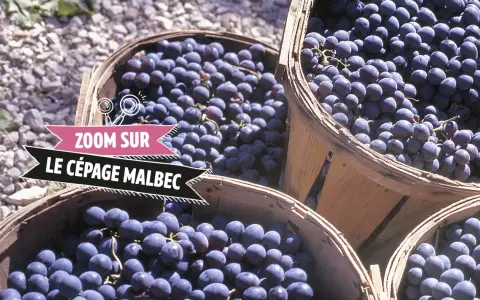 Des paniers remplis de raisins Malbec, prêts à devenir un vin rouge savoureux.