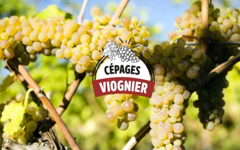 Grappes de raisin blanc mûres sur pied, avec un logo "CÉPAGES VIOGNIER" superposé. Le vin viognier est prometteur.