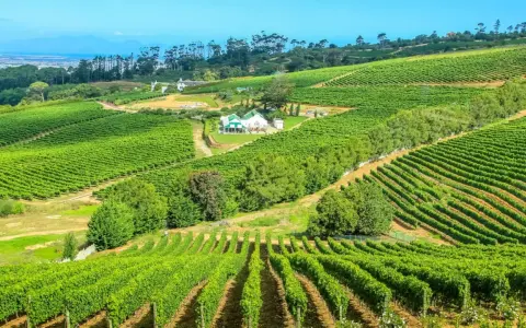 Vastes vignobles verdoyants s'étendant sur des collines ondulantes, avec une maison blanche au toit vert au centre. Un paysage idyllique pour la production de vins d'Afrique du Sud.