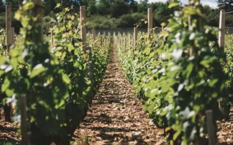 Rangées de vignes luxuriantes dans un vignoble ensoleillé.