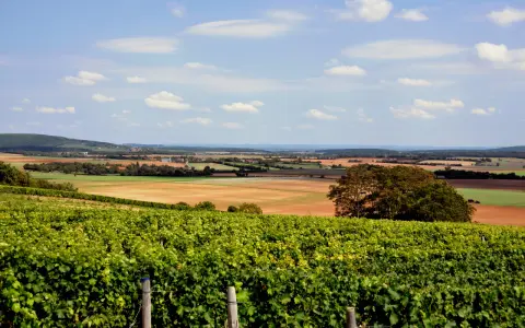 Paysage vallonné avec des vignes luxuriantes au premier plan, promettant un excellent reuilly vin. Champs et collines à l'horizon.