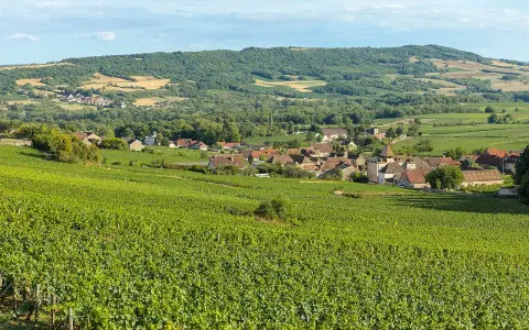 Paysage de vignoble verdoyant menant à un village pittoresque, évoquant la quiétude d'une journée chez Jean-Marc Vincent.