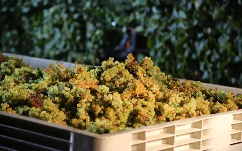 Grappes de raisins blancs dans une caisse, prêtes pour la vinification.