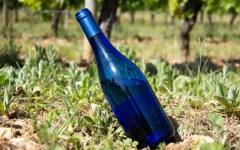 Bouteille de vin bleu posée dans l'herbe d'un vignoble ensoleillé.