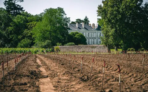 Vignoble de Jo Landron, avec un domaine en arrière-plan. Les jeunes plants de vigne sont alignés dans la terre fraîchement labourée.