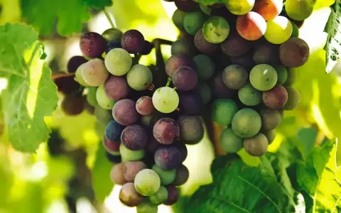 Grappes de raisins mûrs, vertes et rouges, sur une vigne. L'image évoque la différence entre le vin naturel et la biodynamie, où le raisin est roi.
