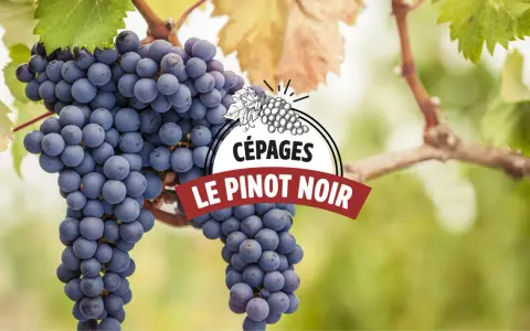 Grappes de Pinot Noir, le cépage emblématique de Romanée-Conti, mûrissant sous le soleil.