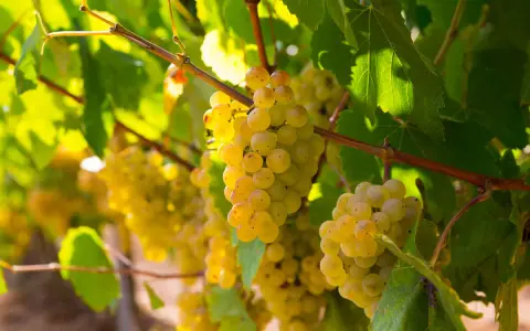 Grappes de grenache blanc mûres et dorées, baignées de soleil, prêtes à être récoltées pour un vin blanc fruité.