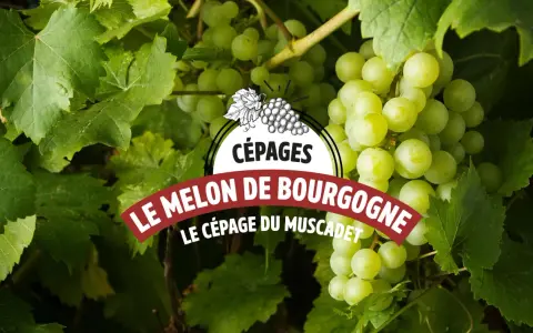 Grappes de raisin blanc mûrissant sous le soleil, annonçant le cépage Melon de Bourgogne, base du vin Muscadet.