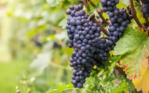 Grappes de cépage Pinot Noir mûres, prêtes à être récoltées pour un vin rouge élégant.