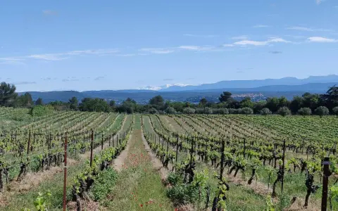 Vignes luxuriantes sous un ciel bleu, s'étendant à perte de vue sur le domaine du Deffends. Au loin, des montagnes enneigées couronnent le paysage.