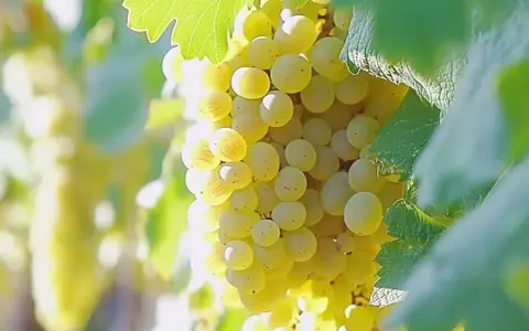 Grappes de raisin blanc mûres, prêtes à devenir un vin chenin.