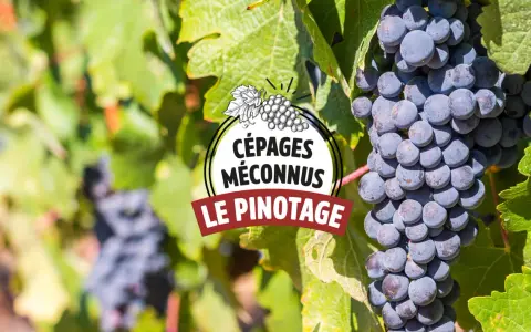 Grappes de pinotage, cépage emblématique d'Afrique du Sud, mûrissant au soleil.