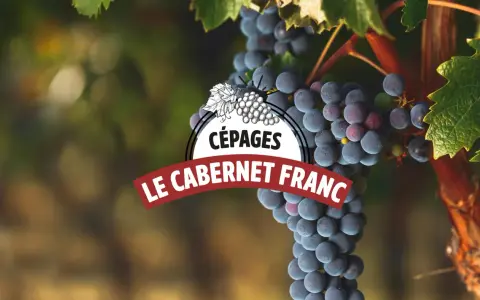 Grappes de vin cabernet franc mûres sur la vigne, avec un logo "Cépages Le Cabernet Franc".