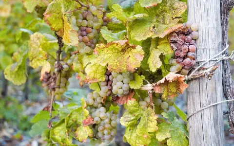 Grappes de raisins blancs et rosés, certains légèrement flétris, sur une vigne. Ces raisins sont prêts à devenir un vin grain noble.