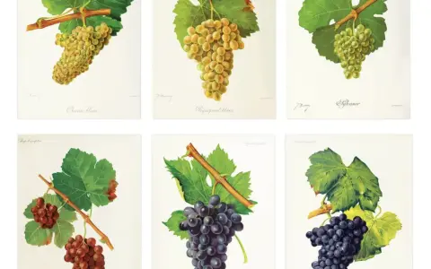 Six illustrations de grappes de raisins, dont le cépage Bourgogne, sur fond blanc.