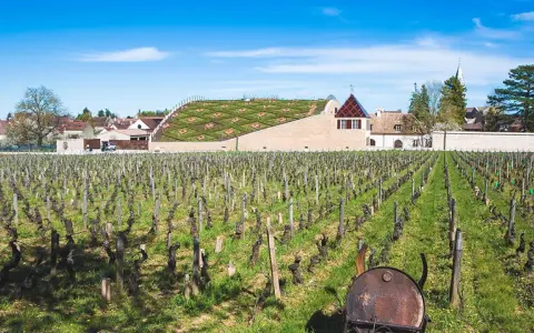 Vignes de Nuits-Saint-Georges sous un ciel bleu. Au fond, un bâtiment moderne avec un toit végétalisé, possiblement le meilleur domaine nuit saint-georges.