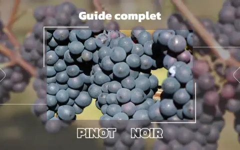 Gros plan sur des grappes de raisin d'un beau pinot noir couleur, évoquant un guide complet sur ce cépage.