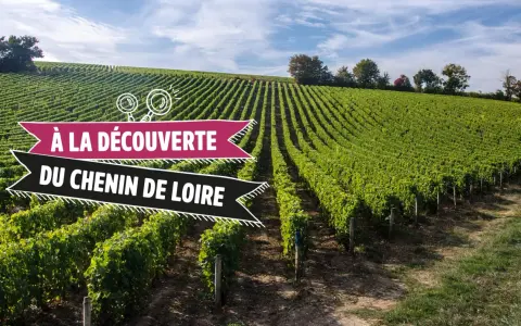 Vignoble verdoyant sous un ciel bleu, invitant à la découverte du chenin de Loire.