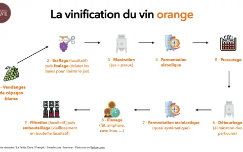Schéma expliquant la vinification du vin orange : vendanges, macération des jus et peaux, fermentation, élevage, etc. C'est quoi le vin orange ?