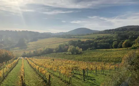 Paysage vallonné de vignobles en automne, avec des rangées de vignes aux feuilles dorées. Le soleil brille à travers les nuages, illuminant le domaine de Bonneau du Martray.