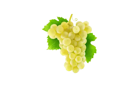 Grappe de raisins blancs, évoquant la douceur du chenin, avec des feuilles vertes vives sur fond uni.