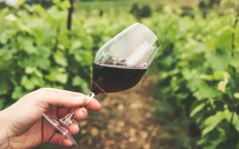 Main tenue un verre de vin rouge, peut-être un célèbre nom de vin rouge, dans un vignoble verdoyant.