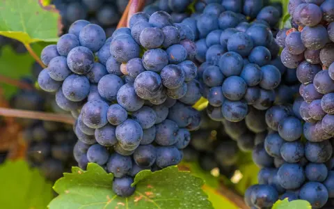 Grappes de raisins noirs mûrs, prêtes à être transformées en un délicieux pineau d'Aunis.