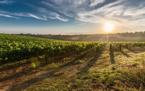 Vignes baignées par le soleil levant, un paysage bucolique où pousse un cépage interdit en France, créant une atmosphère de mystère.