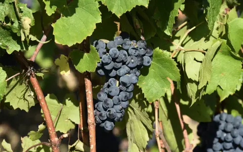 Grappes de gamay saint romain mûrissant sous le soleil, prêtes à être récoltées pour un vin de qualité.