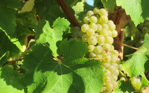 Grappe de raisins blancs mûrs, cachée par de larges feuilles vertes. Un cépage loin de l'œil, promettant une récolte savoureuse.