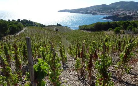 Vignes en terrasse sur le domaine de la rectorie, avec la mer bleue scintillante et un village côtier en arrière-plan.